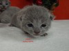 Dumny Kot*PL, Norwegian Forest Cat and Russian Blue cattery