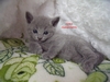 Dumny Kot*PL, Norwegian Forest Cat and Russian Blue cattery