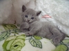 Dumny Kot*PL, Norwegian Forest Cat and Russian Blue cattery