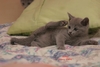 Dumny Kot*PL, Norwegian Forest Cat and Russian Blue cattery