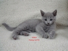 Dumny Kot*PL, Norwegian Forest Cat and Russian Blue cattery