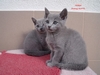 Dumny Kot*PL, Norwegian Forest Cat and Russian Blue cattery