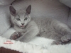 Dumny Kot*PL, Norwegian Forest Cat and Russian Blue cattery