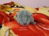 Dumny Kot*PL, Norwegian Forest Cat and Russian Blue cattery