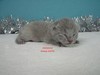 Dumny Kot*PL, Norwegian Forest Cat and Russian Blue cattery