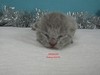 Dumny Kot*PL, Norwegian Forest Cat and Russian Blue cattery