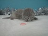 Dumny Kot*PL, Norwegian Forest Cat and Russian Blue cattery