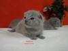 Dumny Kot*PL, Norwegian Forest Cat and Russian Blue cattery