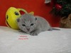 Dumny Kot*PL, Norwegian Forest Cat and Russian Blue cattery