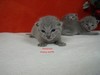 Dumny Kot*PL, Norwegian Forest Cat and Russian Blue cattery