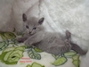 Dumny Kot*PL, Norwegian Forest Cat and Russian Blue cattery