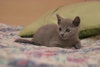 Dumny Kot*PL, Norwegian Forest Cat and Russian Blue cattery