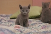 Dumny Kot*PL, Norwegian Forest Cat and Russian Blue cattery