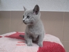 Dumny Kot*PL, Norwegian Forest Cat and Russian Blue cattery