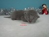 Dumny Kot*PL, Norwegian Forest Cat and Russian Blue cattery