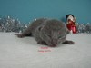 Dumny Kot*PL, Norwegian Forest Cat and Russian Blue cattery