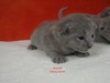 Dumny Kot*PL, Norwegian Forest Cat and Russian Blue cattery