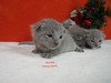 Dumny Kot*PL, Norwegian Forest Cat and Russian Blue cattery