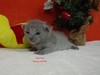 Dumny Kot*PL, Norwegian Forest Cat and Russian Blue cattery