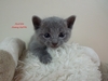 Dumny Kot*PL, Norwegian Forest Cat and Russian Blue cattery