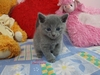 Dumny Kot*PL, Norwegian Forest Cat and Russian Blue cattery