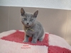 Dumny Kot*PL, Norwegian Forest Cat and Russian Blue cattery