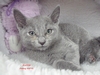 Dumny Kot*PL, Norwegian Forest Cat and Russian Blue cattery