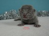 Dumny Kot*PL, Norwegian Forest Cat and Russian Blue cattery