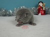 Dumny Kot*PL, Norwegian Forest Cat and Russian Blue cattery