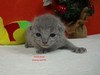 Dumny Kot*PL, Norwegian Forest Cat and Russian Blue cattery