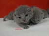 Dumny Kot*PL, Norwegian Forest Cat and Russian Blue cattery