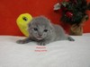 Dumny Kot*PL, Norwegian Forest Cat and Russian Blue cattery