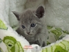 Dumny Kot*PL, Norwegian Forest Cat and Russian Blue cattery