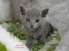 Dumny Kot*PL, Norwegian Forest Cat and Russian Blue cattery