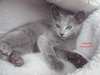 Dumny Kot*PL, Norwegian Forest Cat and Russian Blue cattery