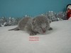 Dumny Kot*PL, Norwegian Forest Cat and Russian Blue cattery