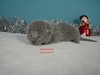 Dumny Kot*PL, Norwegian Forest Cat and Russian Blue cattery