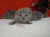 Dumny Kot*PL, Norwegian Forest Cat and Russian Blue cattery