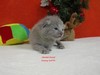 Dumny Kot*PL, Norwegian Forest Cat and Russian Blue cattery