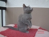 Dumny Kot*PL, Norwegian Forest Cat and Russian Blue cattery