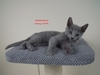 Dumny Kot*PL, Norwegian Forest Cat and Russian Blue cattery