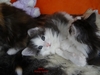 Dumny Kot*PL, Norwegian Forest Cat and Russian Blue cattery