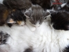 Dumny Kot*PL, Norwegian Forest Cat and Russian Blue cattery