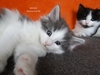 Dumny Kot*PL, Norwegian Forest Cat and Russian Blue cattery