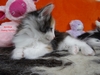 Dumny Kot*PL, Norwegian Forest Cat and Russian Blue cattery