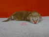 Dumny Kot*PL, Norwegian Forest Cat and Russian Blue cattery