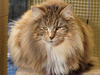 Dumny Kot*PL, Norwegian Forest Cat and Russian Blue cattery