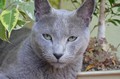 Dumny Kot*PL, Norwegian Forest Cat and Russian Blue cattery