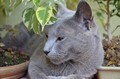 Dumny Kot*PL, Norwegian Forest Cat and Russian Blue cattery