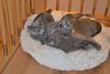 Dumny Kot*PL, Norwegian Forest Cat and Russian Blue cattery